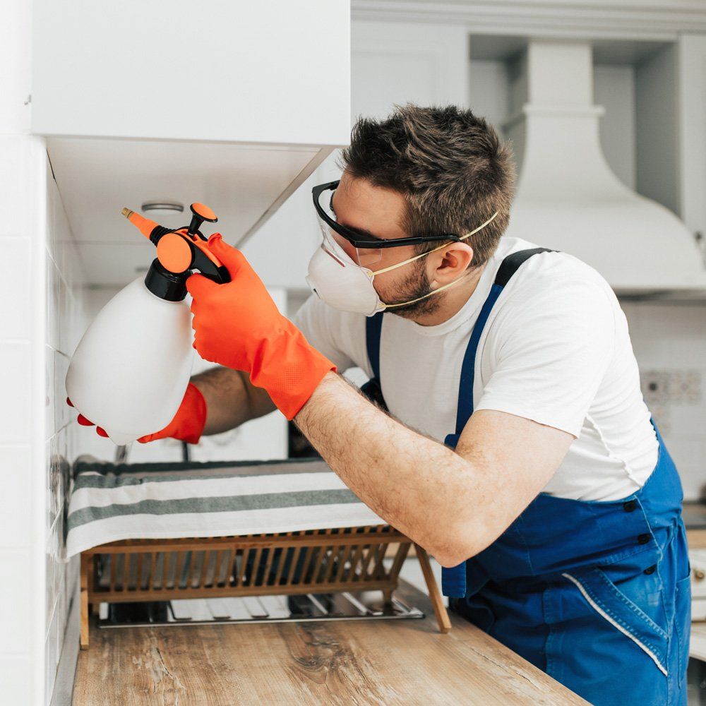 Holzschutz und Hausschwammbekämpfung in der Nähe - Holzwurm, Hausbock, Nagekäfer